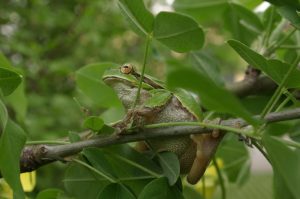 Anfibios de Extremadura