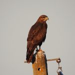 Buteo buteo