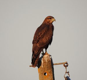 Buteo buteo