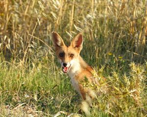 Vulpes vulpes, Carnivores of Extremadura