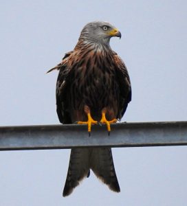 Milvus milvus, Diurnal raptors of Extremadura