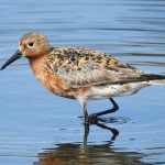 Calidris canutus