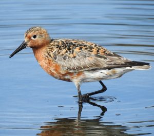 Calidris canutus, waterfowl of Extremadura