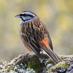 Emberiza cia, Mediterranean mountain birds