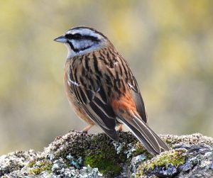 Emberiza cia, Mediterranean mountain birds