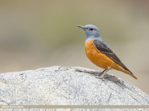 Aves de montaña,