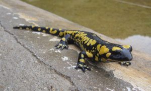 Salamandra común Salamandra salamandra