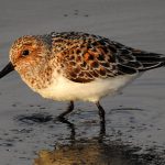 Calidris alba