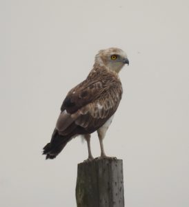 Circaetus gallicus, Diurnal raptors of Extremadura