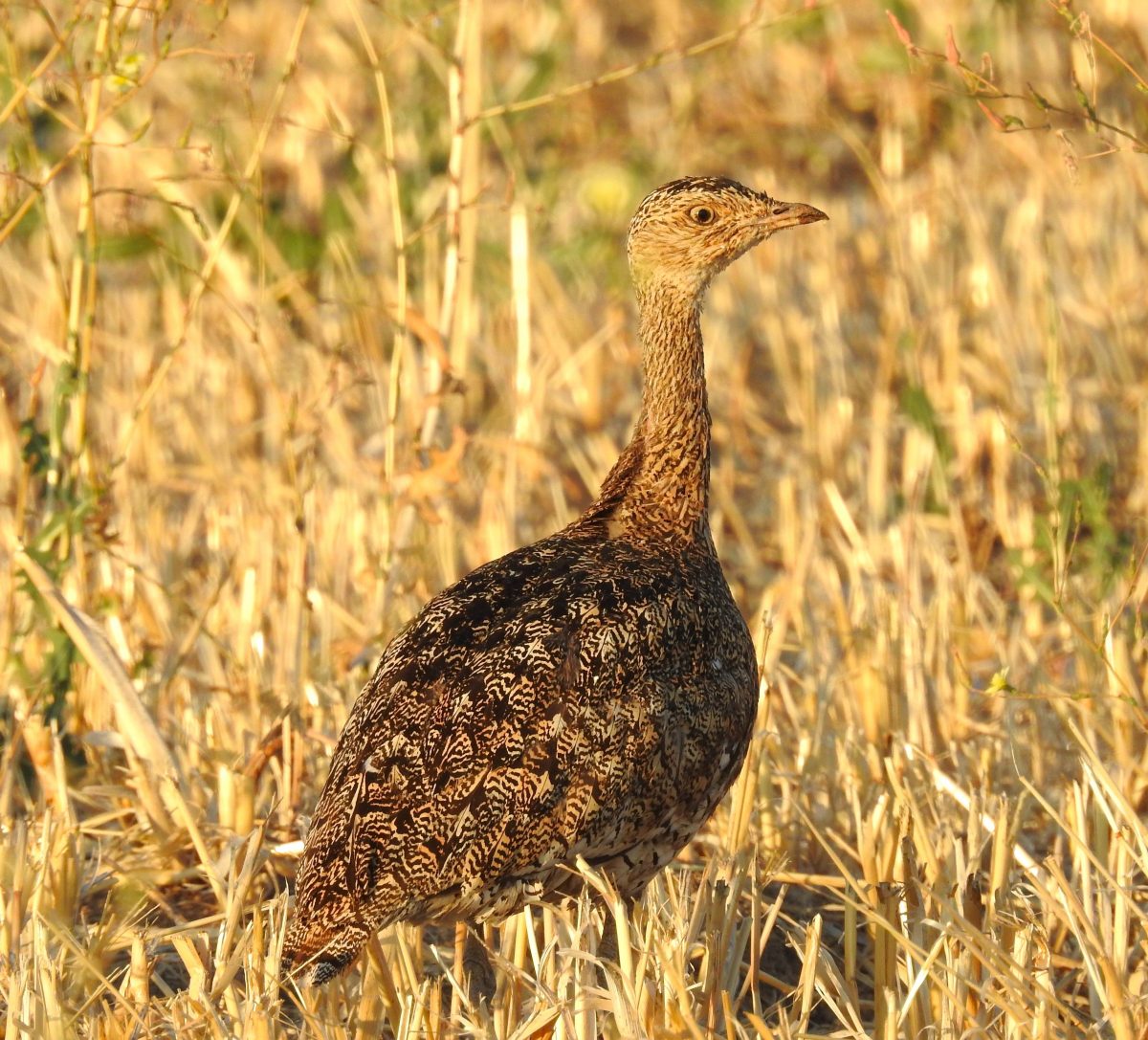 Aves esteparias