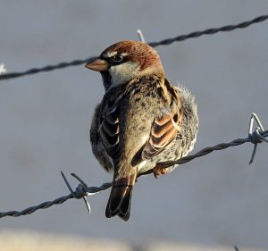 Passer hispanoliensis, Mediterranean mountain birds