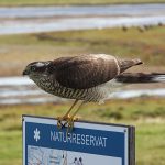 Accipiter nisus