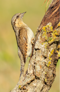 Aves forestales