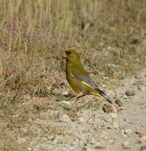 Chloris chloris, aves forestales