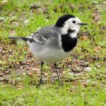 Motacilla alba