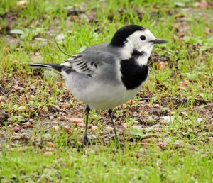 Motacilla alba, waterfowl of Extremadura