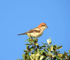 Lanius senator, Mediterranean mountain birds