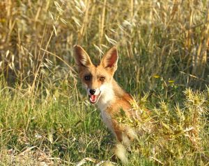 Vulpes vulpes