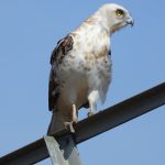 Circaetus gallicus