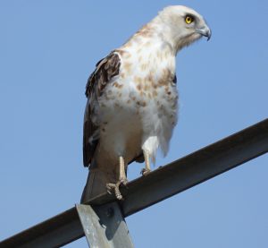 Circaetus gallicus, Circaète Jean- le-Blanc, Slangenarend
