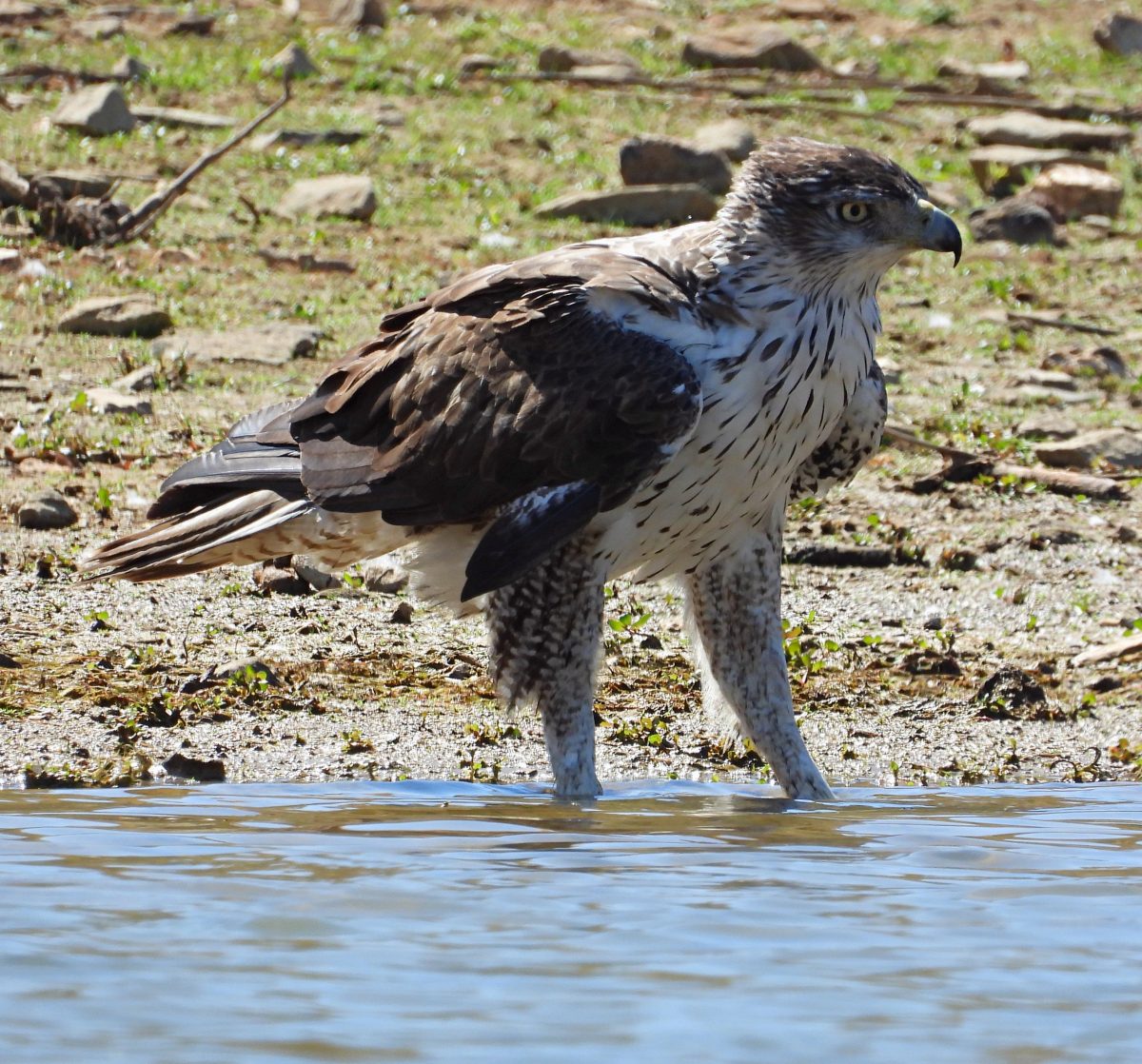 Aquila fasciata, rapaces de Extremadura