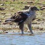 Rapaces diurnas