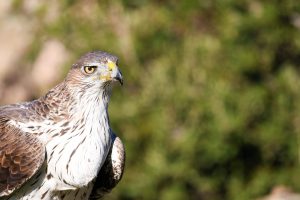 Top birding Extremadura