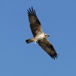 Pandion haliaetus