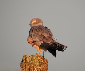 Circus pygargus, Busard cendré, Grauwe kiekendief, rapaces de Extremadura