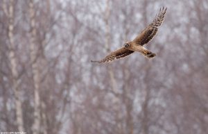 Rapaces diurnas, Circus macrourus, Busard pâle, Steppekieken dief