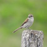 Lanius collurio, Pie-grièche écorcheur, Grauwe klauwier