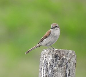 Lanius collurio, Pie-grièche écorcheur, Grauwe klauwier