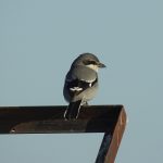 Lanius meridionalis