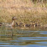 Anas platyrhynchos, Canard colvert, Wilde Eend, Stockente