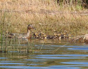 Anas platyrhynchos, Canard colvert, Wilde Eend, Stockente