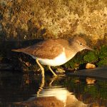 Actitis hypoleucos, Chevalier guignette, Oeverloper