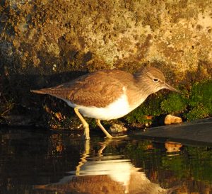 Actitis hypoleucos, Chevalier guignette, Oeverloper