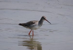 Tringa erythropus, Chevalier arlequin, Zwarte ruiter