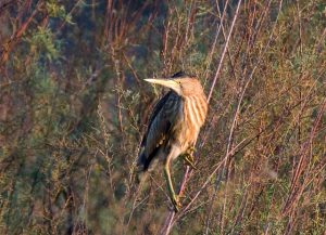 Botaurus minutus, Blongios nain, Woudaap, Zwergdommel