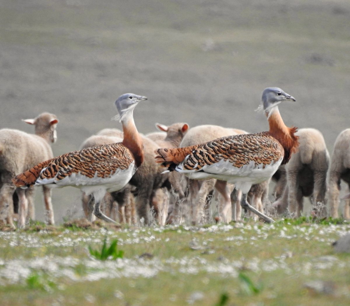 Mejores lugares para ver aves en Extremadura