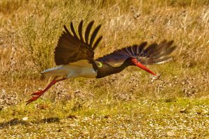 Waterfowl of Extremadura