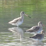 Limosa limosa