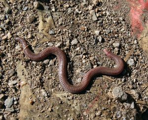 reptiles de Extremadura