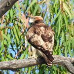 Hieraaetus pennatus,