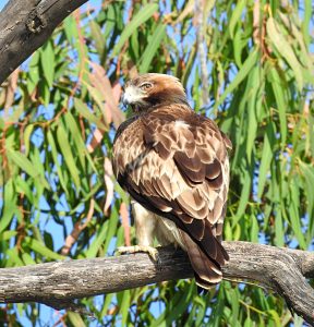 Hieraaetus pennatus, 