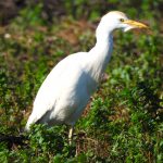 Bubulcus ibis