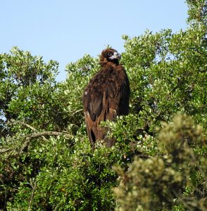 Aegypius monachus, rapaces de Extremadura