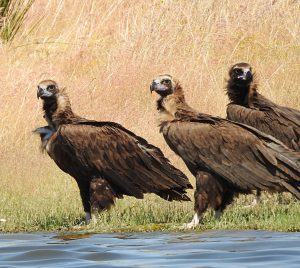 Aegypius monachus, Vautour moine, Monniksgier, rapaces de Extremadura