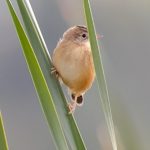 Cisticola juncidis