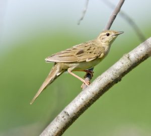 Locustella naevia, Locustelle tachetée, Sprinkhaanzanger